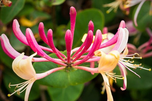 Honeysuckle repellent